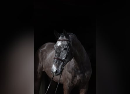 Duits rijpaard, Hengst, 6 Jaar, 175 cm, Schimmel