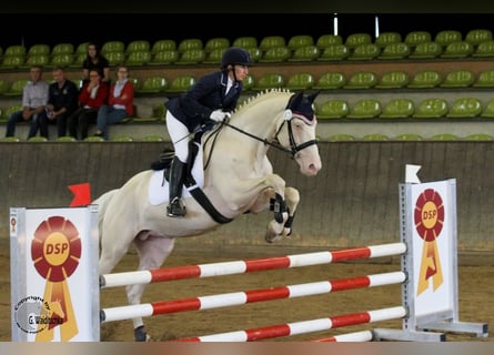 Duits rijpaard, Hengst, 15 Jaar, 170 cm, Cremello