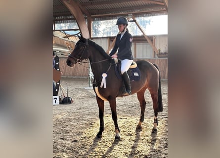 Duits rijpaard, Merrie, 10 Jaar, 167 cm, Bruin