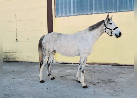 Duits rijpaard, Merrie, 10 Jaar, 170 cm, Schimmel