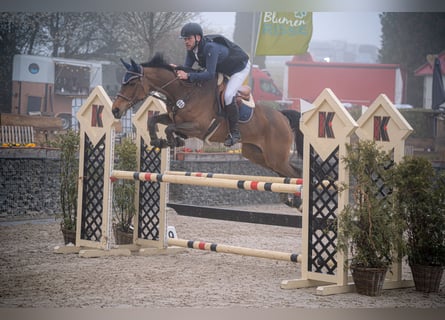 Duits rijpaard, Merrie, 10 Jaar, 172 cm, Bruin