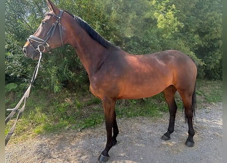 Duits rijpaard, Merrie, 11 Jaar, 160 cm, Donkerbruin
