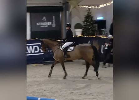 Duits rijpaard, Merrie, 11 Jaar, 170 cm, Bruin