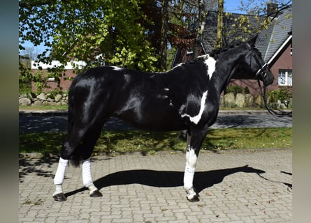 Duits rijpaard, Merrie, 13 Jaar, 170 cm, Gevlekt-paard