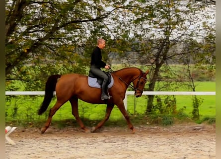 Duits rijpaard, Merrie, 13 Jaar, 170 cm, Vos