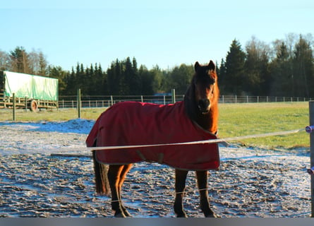 Duits rijpaard Mix, Merrie, 16 Jaar, 131 cm, Bruin