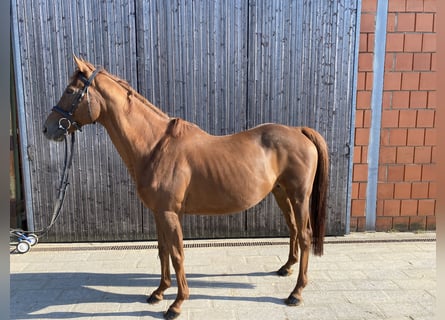 Duits rijpaard, Merrie, 17 Jaar, 160 cm, Vos