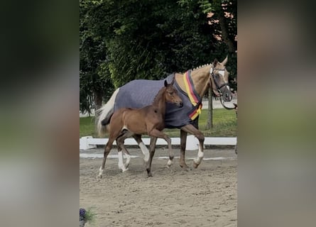 Duits rijpaard, Merrie, 1 Jaar, 164 cm, Donkerbruin