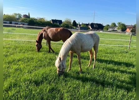 Duits rijpaard, Merrie, 1 Jaar, Palomino