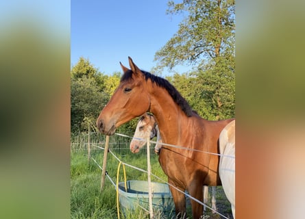 Deutsches Reitpferd, Stute, 2 Jahre, 170 cm, Brauner