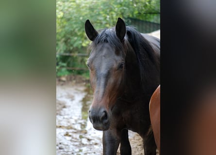 Duits rijpaard, Merrie, 3 Jaar, 170 cm, Donkerbruin
