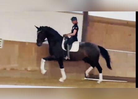 Deutsches Reitpferd, Stute, 3 Jahre, 172 cm, Dunkelbrauner