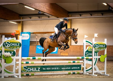 Duits rijpaard, Merrie, 4 Jaar, 160 cm, Bruin