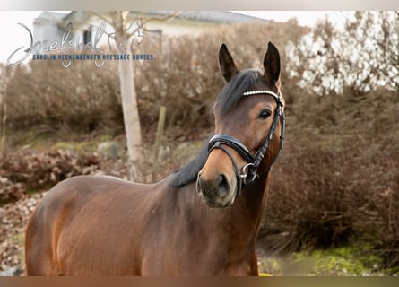 Duits rijpaard, Merrie, 4 Jaar, 164 cm, Bruin