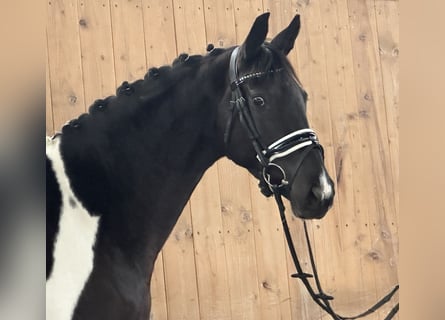 Duits rijpaard, Merrie, 4 Jaar, 164 cm, Gevlekt-paard