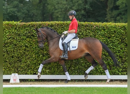 Duits rijpaard, Merrie, 4 Jaar, 167 cm, Bruin