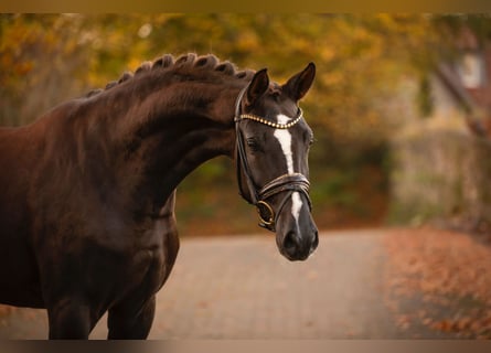 Duits rijpaard, Merrie, 4 Jaar, 167 cm, Donkere-vos