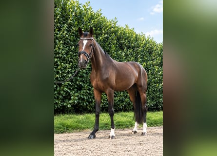 Duits rijpaard, Merrie, 4 Jaar, 170 cm, Bruin