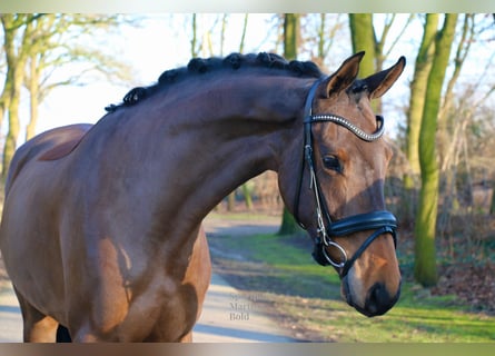 Duits rijpaard, Merrie, 4 Jaar, 172 cm, Bruin