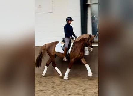Duits rijpaard, Merrie, 5 Jaar, 160 cm, Donkere-vos