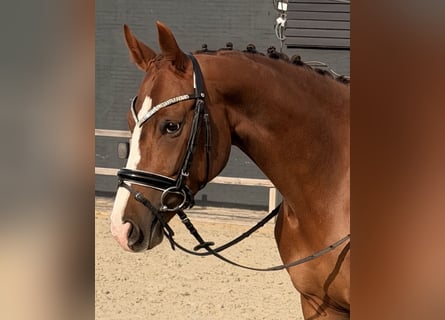 Duits rijpaard, Merrie, 5 Jaar, 162 cm, Vos