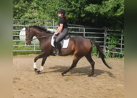 Duits rijpaard, Merrie, 5 Jaar, 166 cm, Donkerbruin