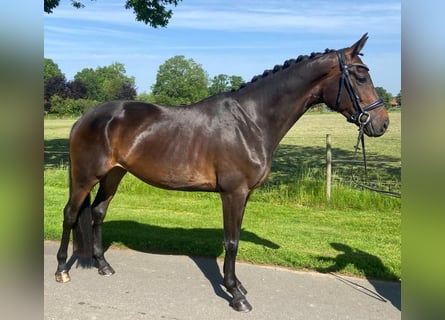 Duits rijpaard, Merrie, 5 Jaar, 168 cm, Bruin
