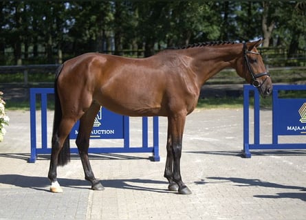 Duits rijpaard, Merrie, 5 Jaar, 169 cm, Bruin