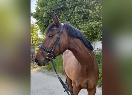 Duits rijpaard, Merrie, 5 Jaar, 170 cm, Bruin