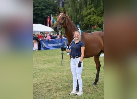 Duits rijpaard, Merrie, 5 Jaar, 170 cm, Bruin