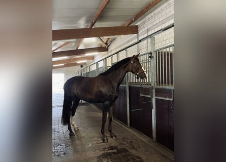 Duits rijpaard, Merrie, 5 Jaar, 173 cm, Donkere-vos