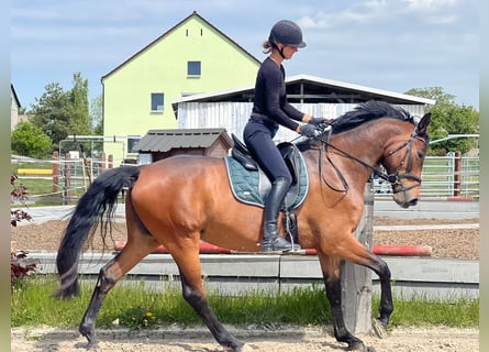 Duits rijpaard, Merrie, 6 Jaar, 164 cm, Donkerbruin