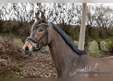 Duits rijpaard, Merrie, 6 Jaar, 165 cm, Bruin