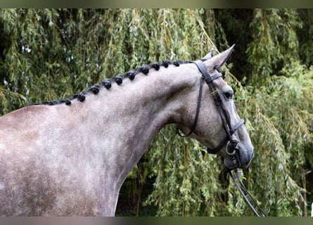 Deutsches Reitpferd, Stute, 6 Jahre, 172 cm, Schimmel