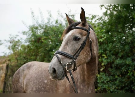 Duits rijpaard, Merrie, 6 Jaar, 172 cm, Schimmel