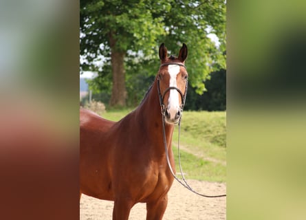 Duits rijpaard, Merrie, 7 Jaar, 169 cm, Bruin