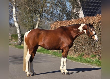 Duits rijpaard, Merrie, 9 Jaar, 165 cm, Gevlekt-paard
