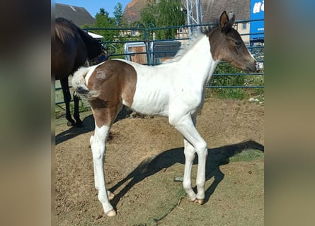 Duits rijpaard, Merrie, Veulen (06/2025), 170 cm, Gevlekt-paard