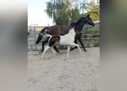 Duits rijpaard, Merrie, Veulen (06/2025), 170 cm, Gevlekt-paard