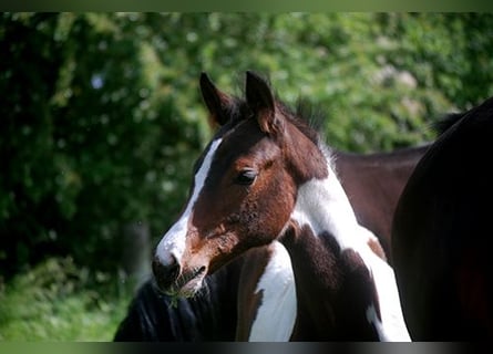 Duits rijpaard, Merrie, veulen (02/2023), 170 cm, Gevlekt-paard