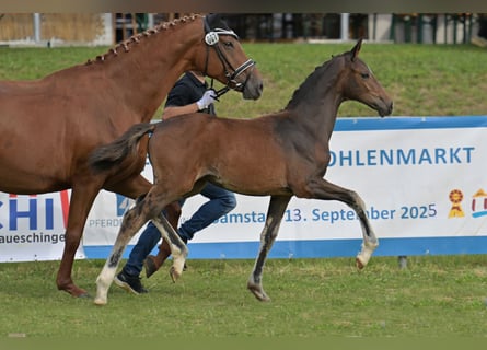Duits rijpaard, Merrie, Veulen (04/2025), Zwartbruin