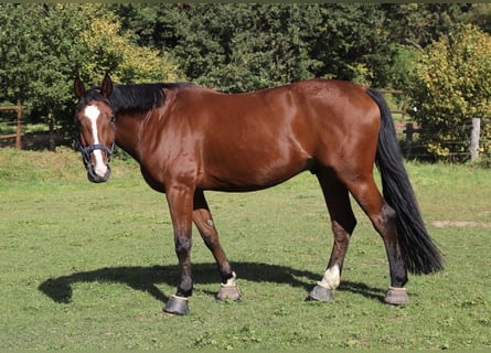 Duits rijpaard, Ruin, 10 Jaar, 175 cm, Brauner