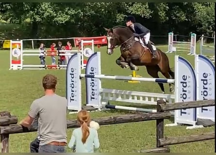 Duits rijpaard, Ruin, 16 Jaar, 173 cm, Bruin