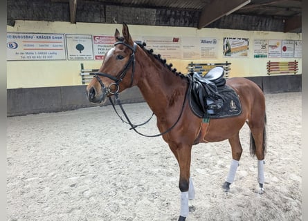 Duits rijpaard, Ruin, 3 Jaar, 160 cm, Bruin