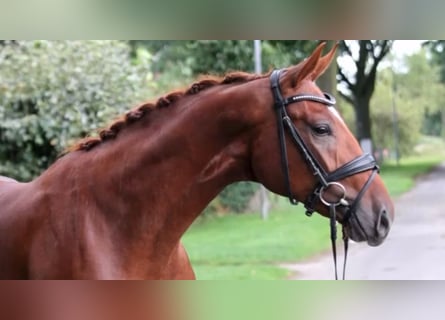Duits rijpaard, Ruin, 3 Jaar, 168 cm, Vos