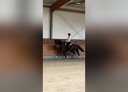 Duits rijpaard, Ruin, 3 Jaar, 172 cm, Donkere-vos