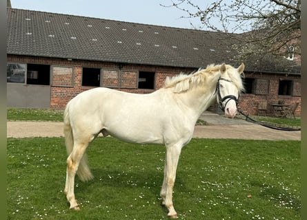 Duits rijpaard, Ruin, 4 Jaar, 160 cm, Cremello