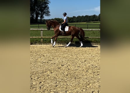 Duits rijpaard, Ruin, 4 Jaar, 172 cm, Vos