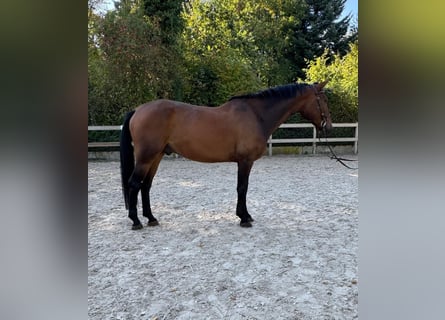 Duits rijpaard, Ruin, 5 Jaar, 165 cm, Bruin
