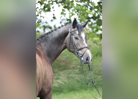 Deutsches Reitpferd, Wallach, 5 Jahre, 172 cm, Kann Schimmel werden